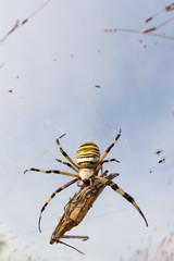 Wasp spider (Argiope bruennichi) with her prey in nature macro with sunset light
