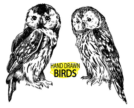 Owls. Set of images of birds. Drawing by hand in vintage style. Drawing with ink on a white background.