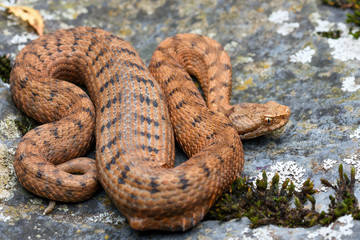 orange Asp viper (Vipera aspis) in nature, digesting a prey