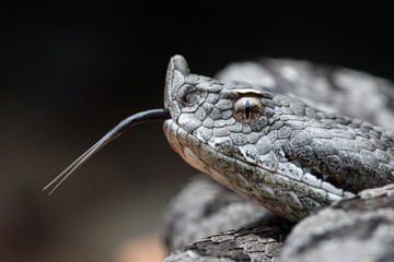 Adult horned viper (Vipera latastei) macro in nature
