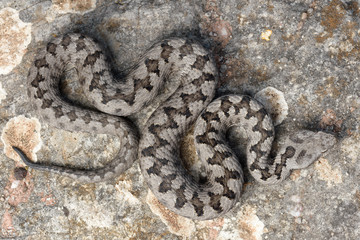Adult horned viper (Vipera latastei) macro in nature