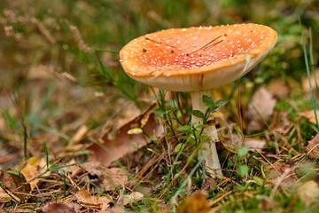 A fly agaric standing in a mixed forest on the forest floor in September in autumn in Bavaria, Germany