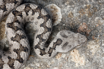 Adult horned viper (Vipera latastei) macro in nature