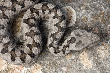 Adult horned viper (Vipera latastei) macro in nature