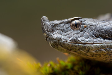 Adult horned viper (Vipera latastei) macro in nature