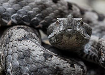 Adult horned viper (Vipera latastei) macro in nature