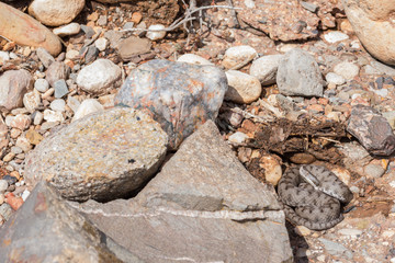 Adult horned viper (Vipera latastei) macro in nature