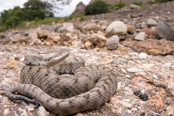 Adult horned viper (Vipera latastei) macro in nature