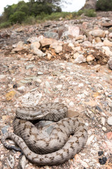 Adult horned viper (Vipera latastei) macro in nature