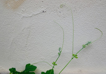 green creeper plant on cement wall. background with copy space. minima stylel