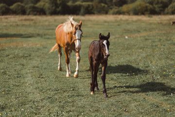 Fototapeta premium A horse with a foal on a field background.