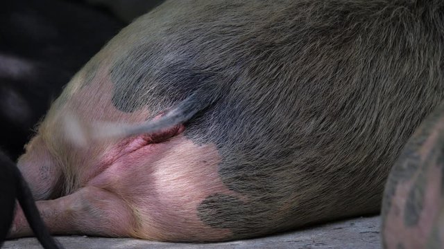 A large gray pig lies on the ground and waves her tail. Close up.