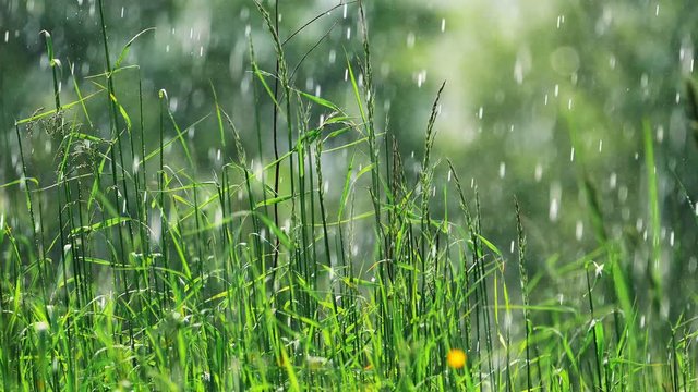 Padający wiosenny deszcz w promieniach słońca