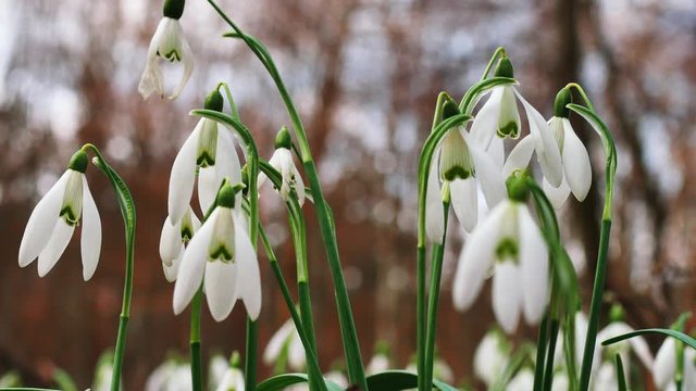 Przedwiośnie kwitnące przebiśniegi na lesnej polanie