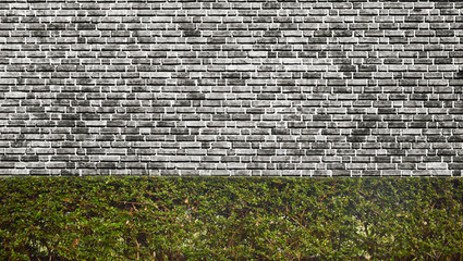 Ornamental shrub on the gray brick wall background