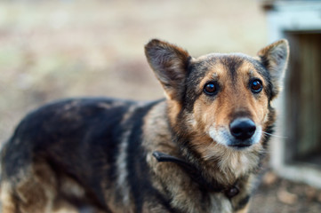 Homeless abandoned lonley dog ​​with very sad eyes