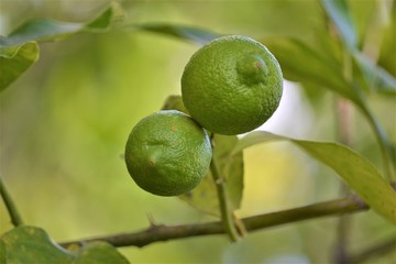 Limoni