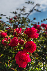 Bushes of red roses.