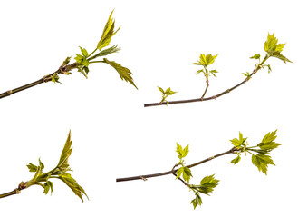 maple tree branch with young green leaves. isolated on white