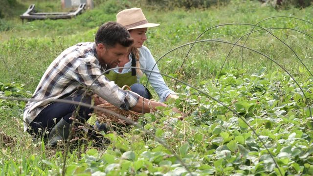 Couple of farmers working in organic strawberry field