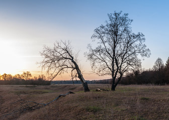Group of trees on the meadow at sunrise