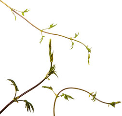 Green leaves of a climbing plant with a vine. isolated on white