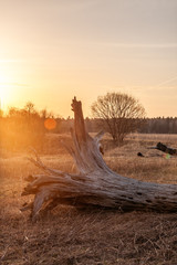 Golden sunrise and old fallen tree on dry grass