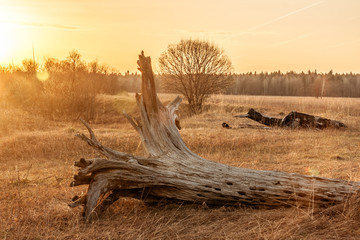 Golden sunrise and old fallen tree on dry grass