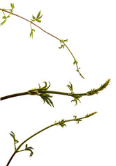 Green leaves of a climbing plant with a vine. isolated on white