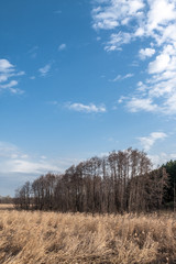 Nature landscape with dry grass, bare trees and blue sky