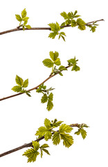 raspberry bush with young green leaves. isolated on white
