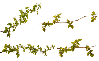 raspberry bush with young green leaves. isolated on white