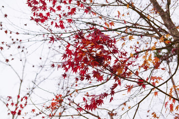 autumn in Japan