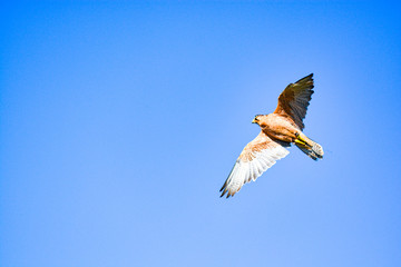 Lanner falcon (Falco biarmicus in flight against a blue sky, South Africa
