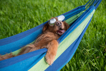 Golden Retriever resting in a hammock