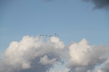 clouds in the sky, heiligenhafen 09.12, zugvogel, himmel, wolken, herbst, blau