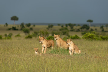 Watchful Lioness and cubs seen at Masai Mara Game Reserve,Kenya,Africa