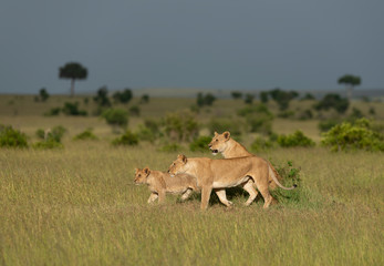 Watchful Lioness and cubs seen at Masai Mara Game Reserve,Kenya,Africa