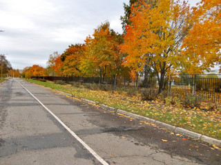 road in autumn
