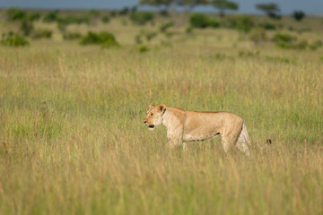 Plakat Watchful Lioness seen at Masai Mara Game Reserve,Kenya,Africa