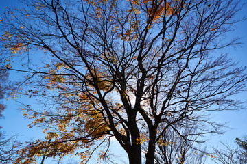 autumn in Japan