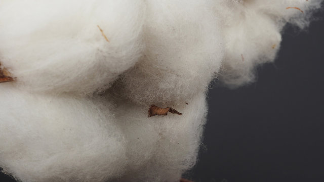 Close up of Cotton flower on black background.