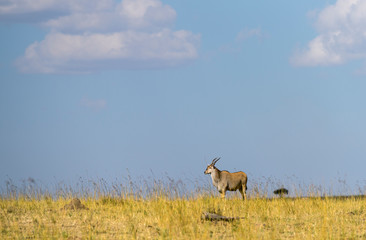 The common Eland seen at Masai Mara Game Reserve,Kenya,Africa