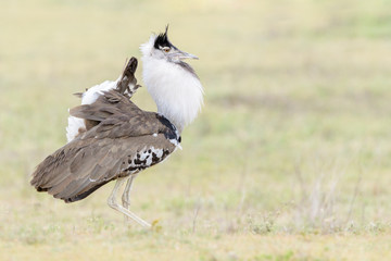 Kori bustard (Ardeotis kori struthiunculus) showing courtship display, Ngorongoro crater national park, Tanzania.