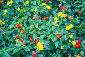 colorful flowers on green background