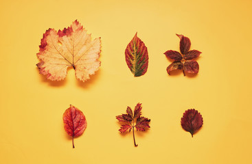 Autumn, colorful leaves on an orange background.