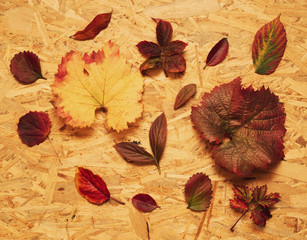 Fototapeta na wymiar Autumn, colorful leaves on an wooden background.