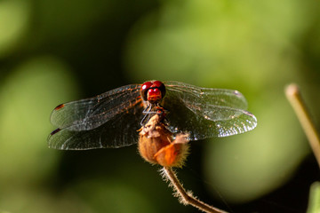 Macro photo of a dragonfly head