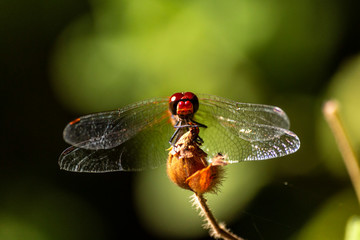 Macro photo of a dragonfly head