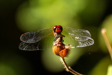 Macro photo of a dragonfly head